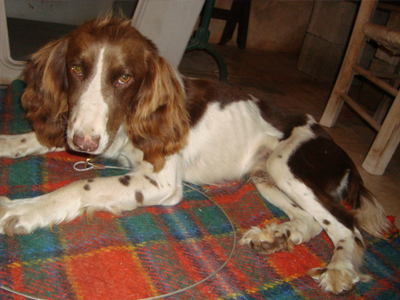 Χαρίζεται Σπίγκελ Σπάνιελ