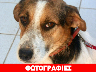 Υιοθετήστε τη Σπυριδούλα