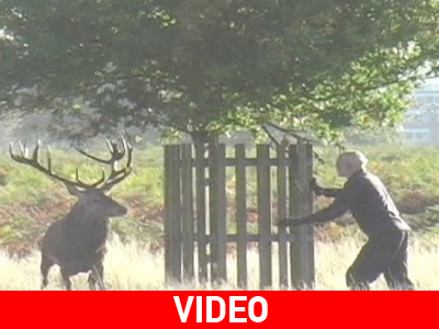 Βρετανία: Όταν ο τάρανδος αγριεύει…