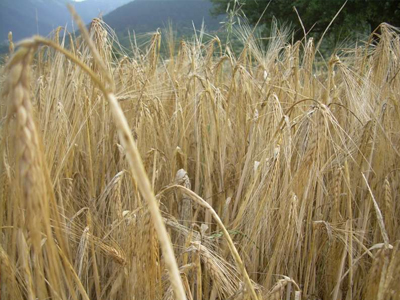 Του έκλεψαν την παραγωγή