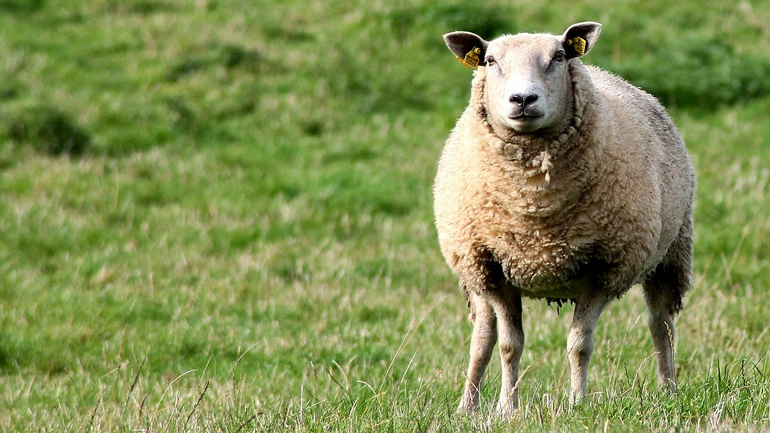 Οικογενειακή υπόθεση η ζωοκλοπή
