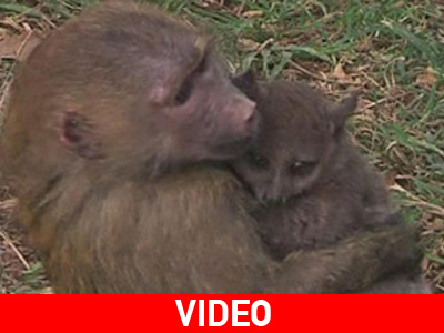 Μια παράξενη συνύπαρξη