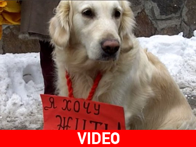 «Σταματήστε τη θανάτωση αδέσποτων»