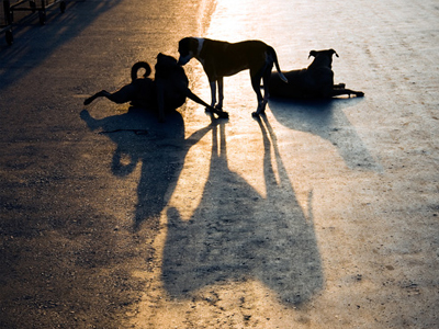 Ινδία: Μήνυση σε αδέσποτο για… κλοπή!