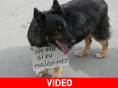 Διαμαρτυρία για τη θανάτωση αδέσποτων στη Ρουμανία