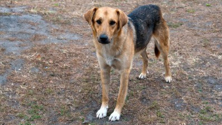 Χαλκιδική: Σκότωσε σκύλο με καραμπίνα!