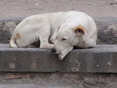 Μαθητές υιοθετούν σκυλίτσα στα Χανιά