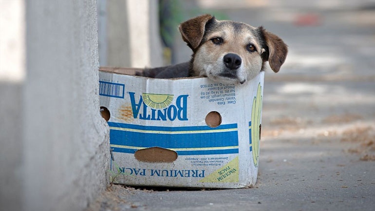 Θεσσαλονίκη: Διαμαρτυρία για τα δικαιώματα των αδέσποτων