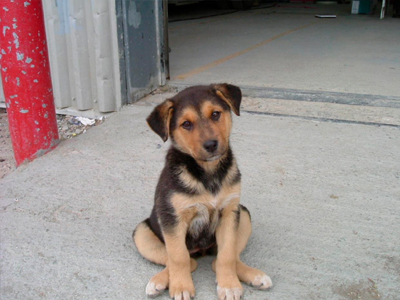 Εκδήλωση για τα αδέσποτα στο άγαλμα του Μεγάλου Αλεξάνδρου