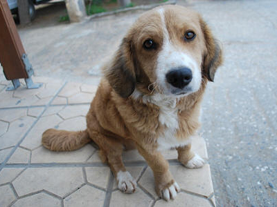 Βριλήσσια: Διήμερο Χριστουγεννιάτικο Bazaar για τα αδέσποτα