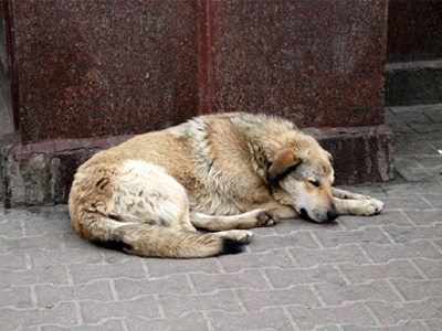 Μεσσηνία: «Βροχή» οι φόλες στην Τριφυλία