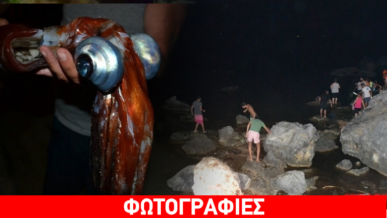 Το Μαριδάκι έκρυβε… καλαμάρι γίγας!