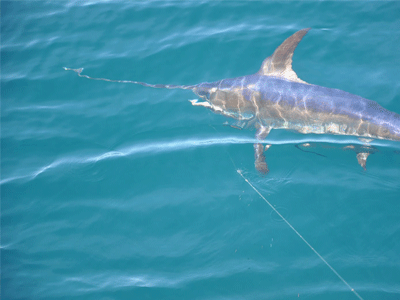 Απαγορεύεται το ψάρεμα του ξιφία