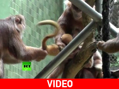 Βερολίνο: Talk of the «monkey town»