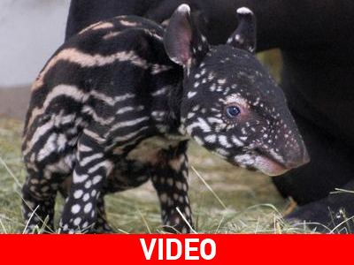 Επαναφορά νεογέννητου τάπιρου με φιλί της ζωής!