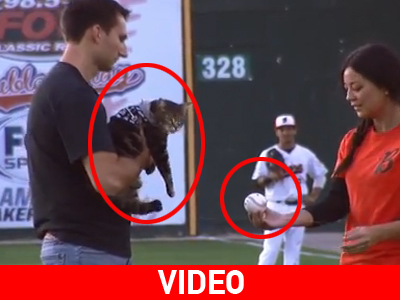 Γάτα που έσωσε αγοράκι από επίθεση σκύλου παίζει… μπέιζμπολ