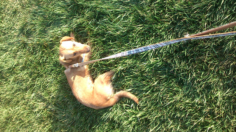 Υιοθετήστε ενα ημίαμο τεκέλ