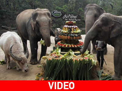 Εθνική Ημέρα του Ελέφαντα στην Ταϊλάνδη