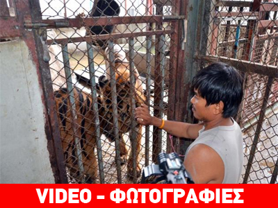 Ταϊλάνδη: Η ταράτσα διαθέτει και… τίγρεις