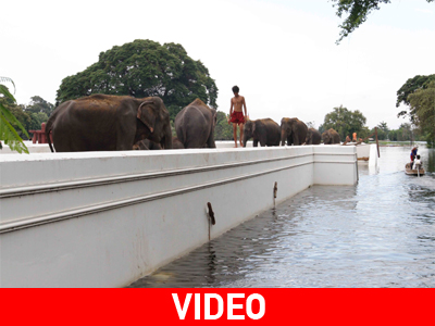 Οι πλημμύρες στην Ταϊλάνδη πλήττουν και τους ελέφαντες