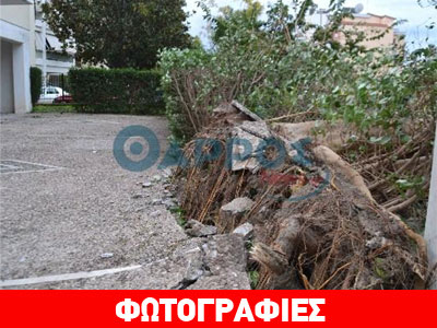 «Ιπτάμενα» δέντρα στην Καλαμάτα «Ιπτάμενα» δέντρα στην Καλαμάτα