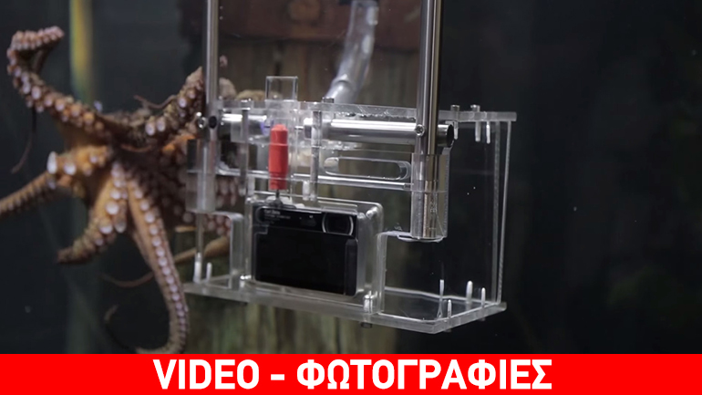 Χταπόδι… ρεπόρτερ!