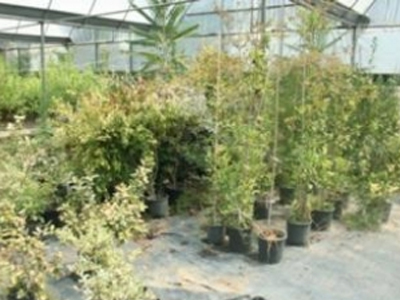 «Σήκωσαν» φυτώριο