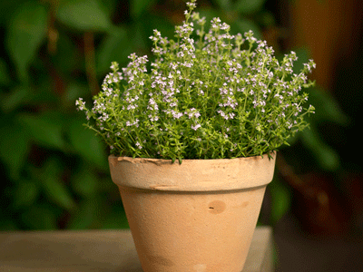 Διώξτε την πιτυρίδα με… θυμάρι!