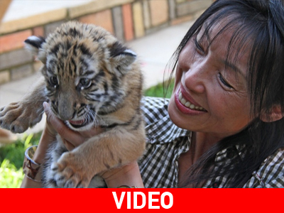 Διάσωση της τίγρης μέσω… Αφρικής