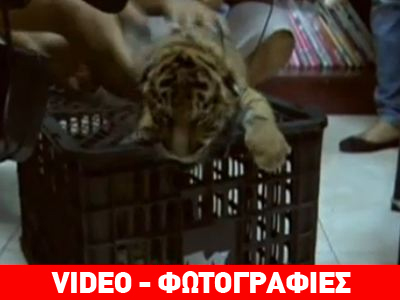 Ταϊλάνδη: Το φορτίο έκρυβε… τιγράκια