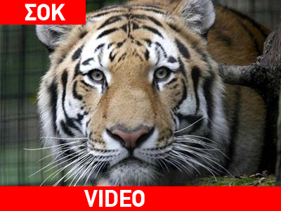 Τον κατασπάραξε τίγρης!