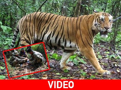 Ταϊλάνδη: Στρατιώτες στην υπηρεσία της τίγρης!