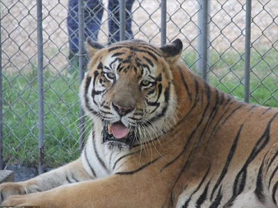 Η.Π.Α.: Η τίγρης την έστειλε στο νοσοκομείο