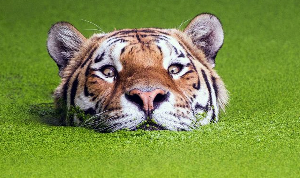 Στον… αφρό της άλγης