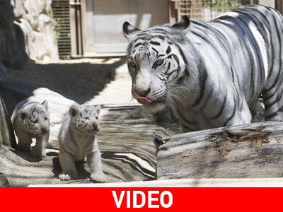 Ιαπωνία: Επίσημη «πρώτη» για σπάνια τιγράκια