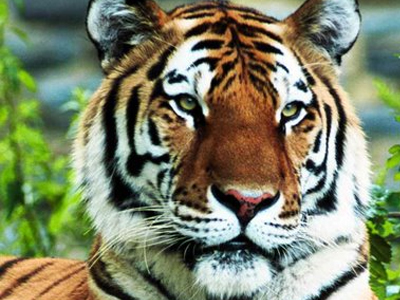 Από της τίγρης… τα δόντια