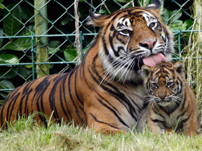 Ζωντανά η τηλεόραση της «ζούγκλας»