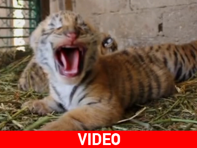 Γεννητούρια στο Μεξικό