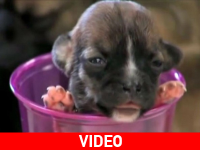 Το μικρότερο σκυλί του κόσμου!