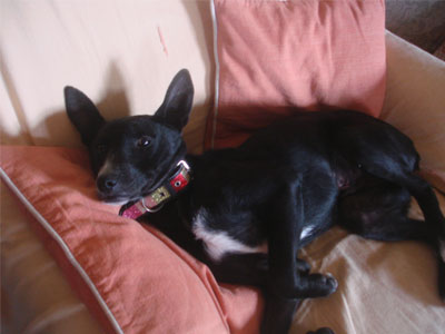 Η Τιτίκα αναζητά ένα σπίτι