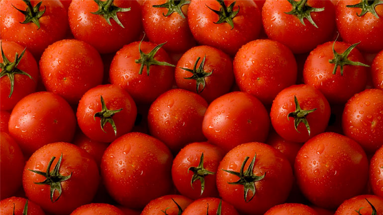 Δέσμευση ντομάτας στην περιοχή του Ρέντη