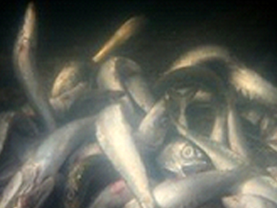 Πέθαναν από τοξικές σαρδέλες στη Μαδαγασκάρη