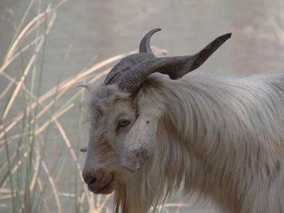 Πρέβεζα: Φεύγοντας πήραν και τον… τράγο!