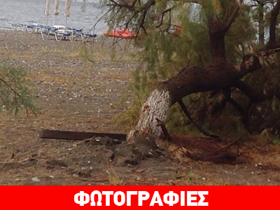 Ξεριζώθηκαν δέντρα στο Πευκί Ευβοίας!