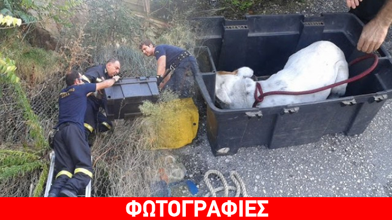 Καβάλα: Καρέ καρέ ο απεγκλωβισμός σκύλου σε απόκρημνη πλαγιά
