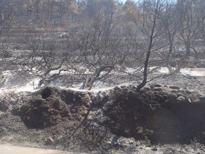 Κάηκαν ελαιόδεντρα στον Αλμυρό