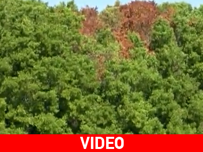 Τους πρόδωσαν τα δέντρα!