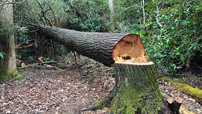 Νεκρός 58χρονος στην Πέλλα – Πήγε να κόψει δέντρο και τον πλάκωσε!