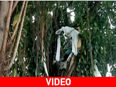 «Οι άνθρωποι των δέντρων» «Οι άνθρωποι των δέντρων»