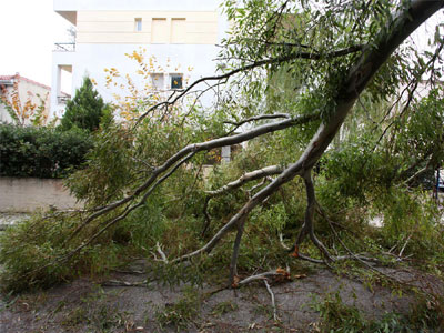 Αττική: 255 κλήσεις στην Π.Υ. για κοπή δέντρων και αφαίρεση αντικειμένων